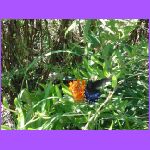 Butterfly 2.jpg